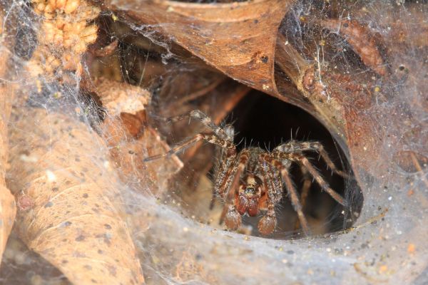 Arachtober 9 - Funnel Web Spider, Merrimac Farm Wildlife Management Area, Aden, Virginia