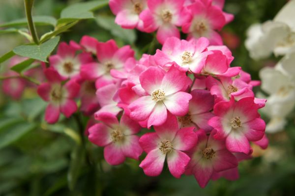 Rose Mozart バラ モーツァルト