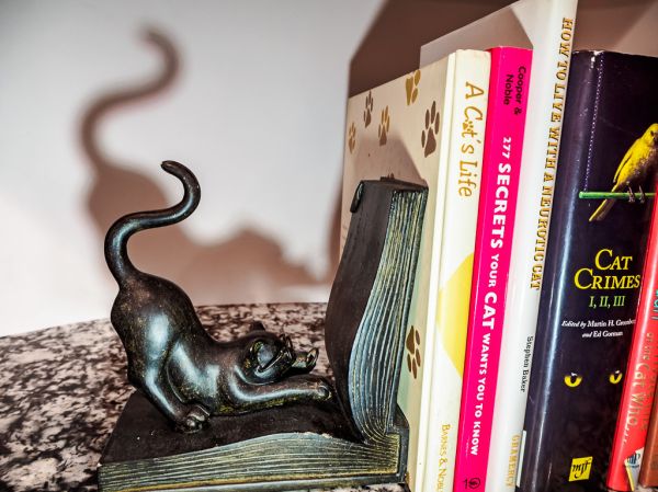 cat books