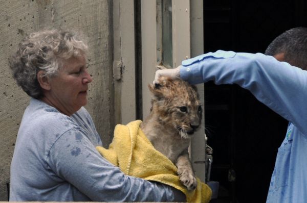 National Zoo's African Lion Cubs Pass Swim Reliability Test and Explore Their Yard