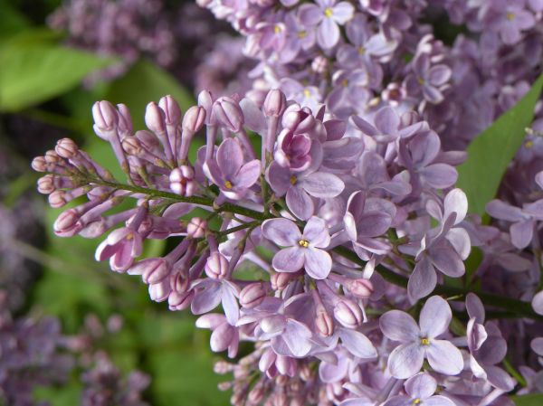 Rochester New York - Lilac Festival...