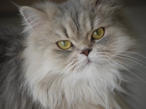 Grey Persian Cat