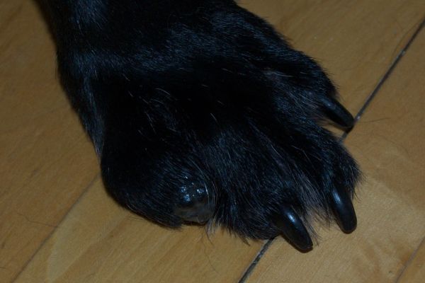 Canine Toe Cancer
