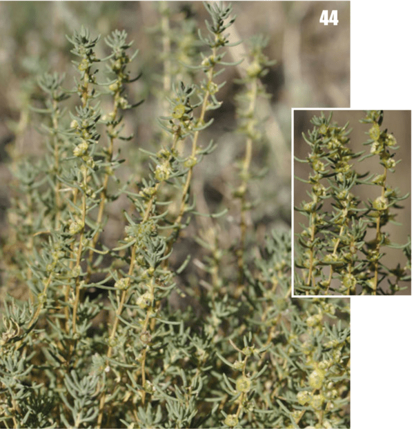 Salsola drobovii (Flora of Tajikistan)