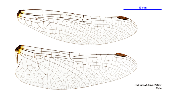 Lathrocordulia metallica male wings (34216269424)