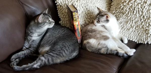 My cats make good bookends...😺