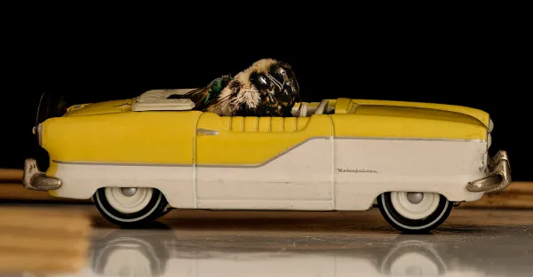 Bees Learn to Drive Small Cars