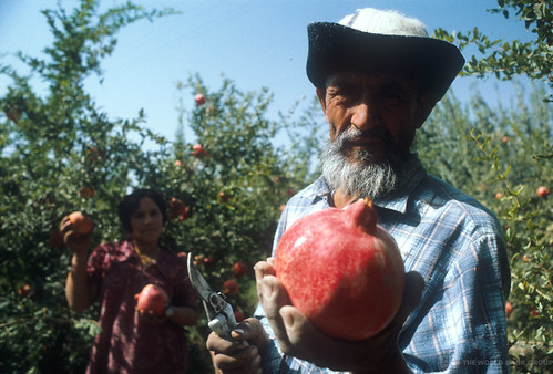 Man in Pomegranate Farm. Tajikistan.