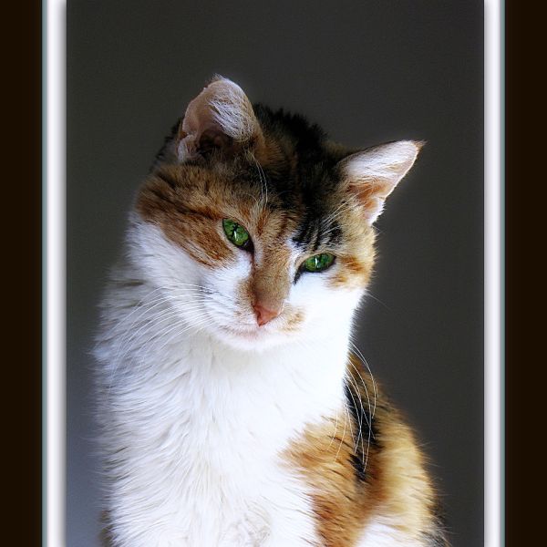 I'm only a cat ~ ~ ~