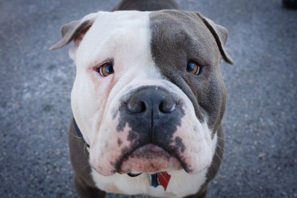 Heffe in the Neighborhood - 1/122 'Hello' - 2/100x Walking in Towson {{EXPLORED}}