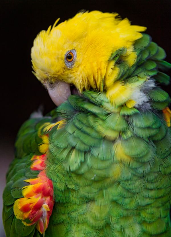 Grooming yellow-headed amazon