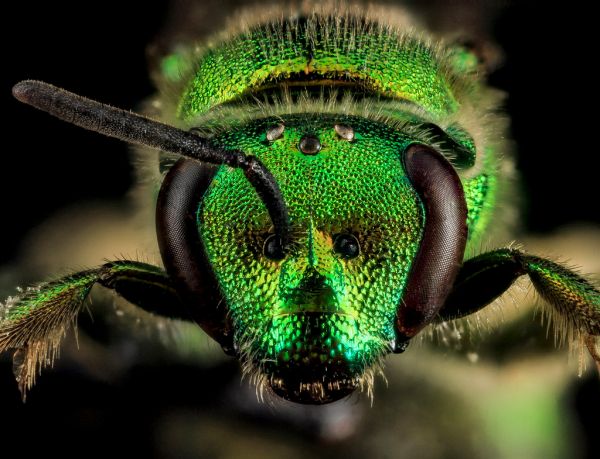Augochloropsis metallica, F, Face, U_2013-06-19-14.10.49 ZS PMax