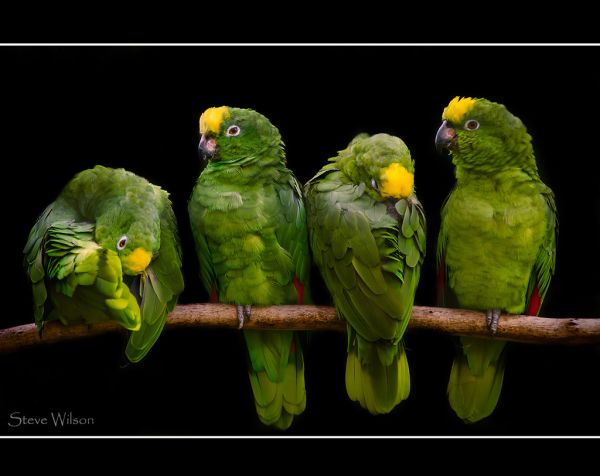 Yellow-crowned Amazon