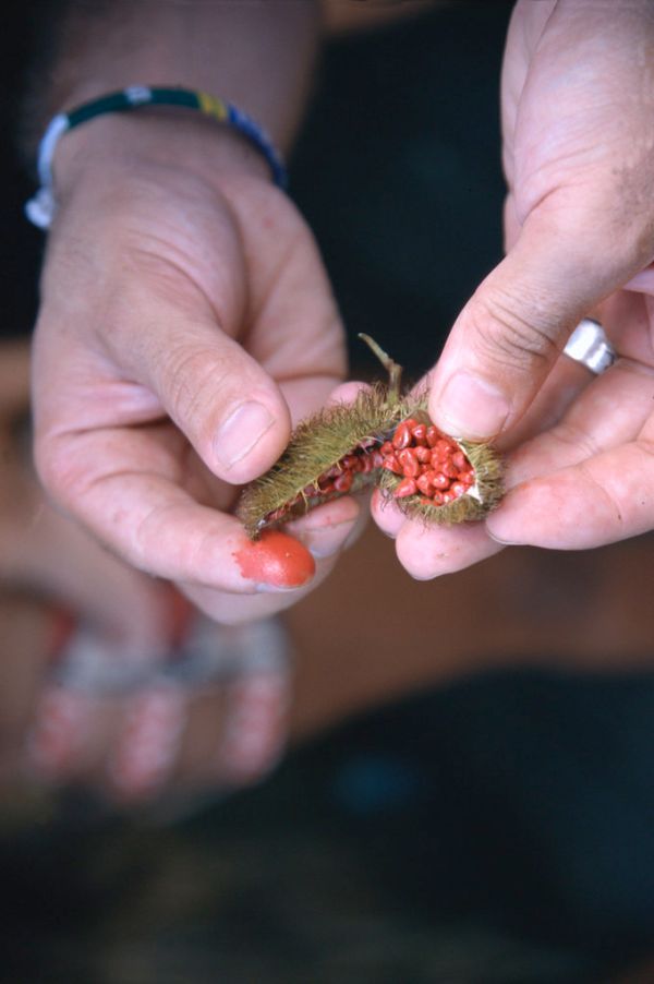 An offering of fruit is made during a traditional Amazon Indian ritual