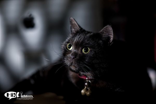 Seeking For Steve Jobs