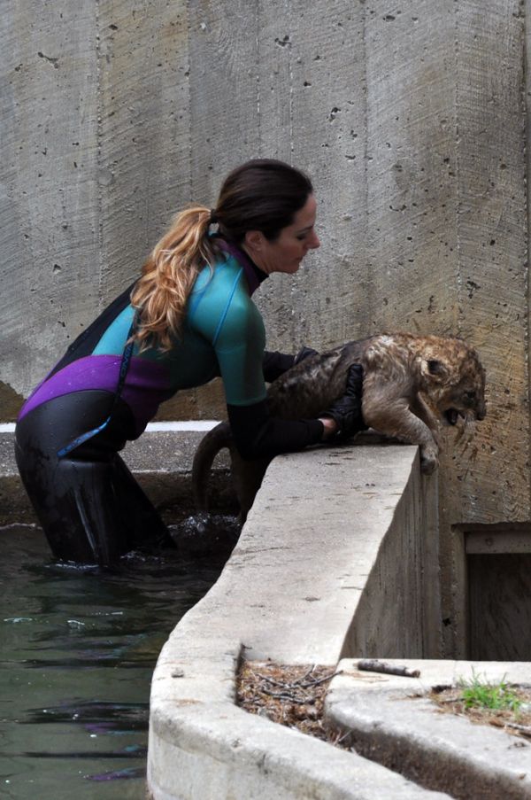 National Zoo's African Lion Cubs Pass Swim Reliability Test and Explore Their Yard
