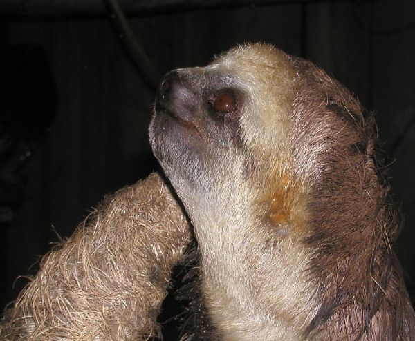Sloth in the Amazon