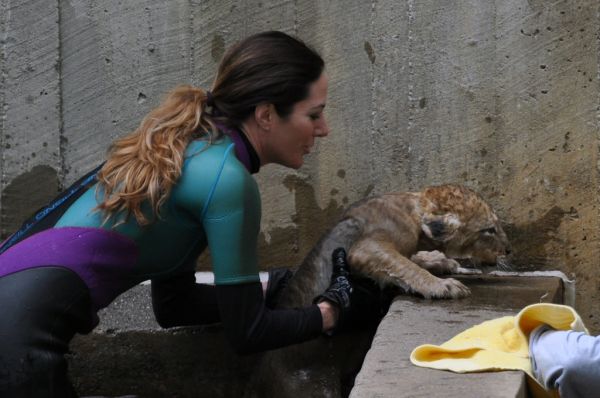 National Zoo's African Lion Cubs Pass Swim Reliability Test and Explore Their Yard