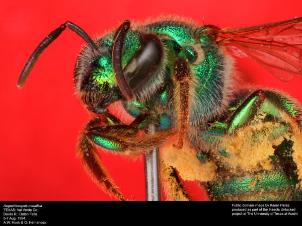 Augochloropsis metallica