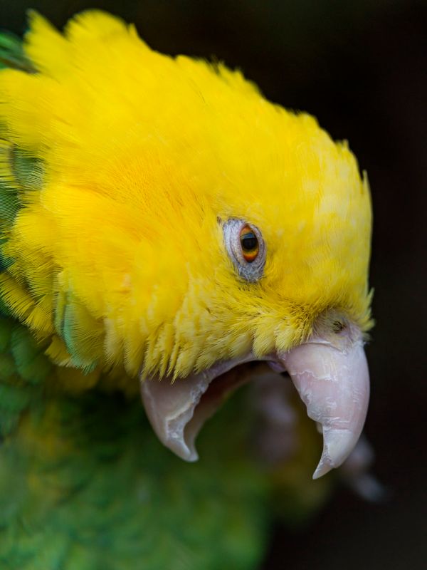 Yellow-headed amazon with open beak