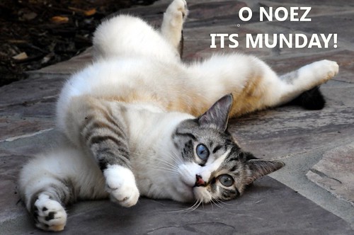 My cat is also miserable on Monday.