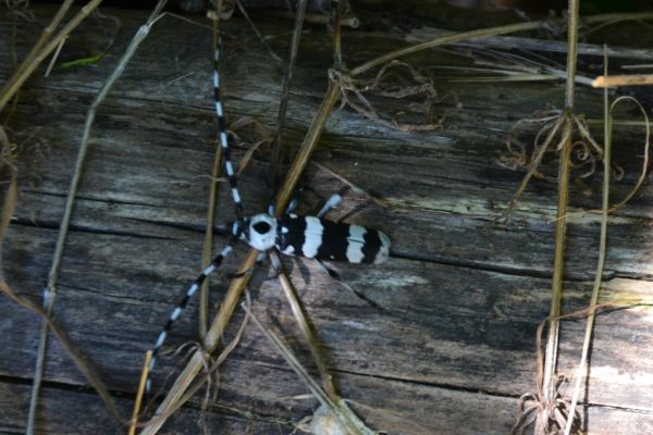 Banded Alder Borer (beetle)