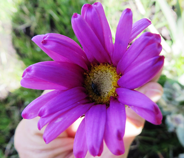 Mairia robusta Linkie 1