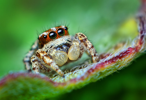 Sub-Adult Male Jumping spider - (Habronattus mataxus)