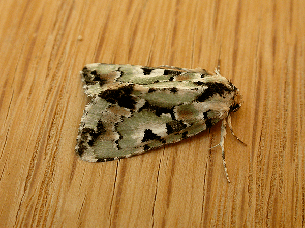 Epicyrtica metallica