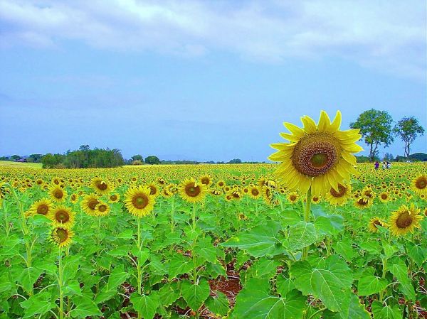In 'LoVe' Germany..HappY ValenTine's Day..