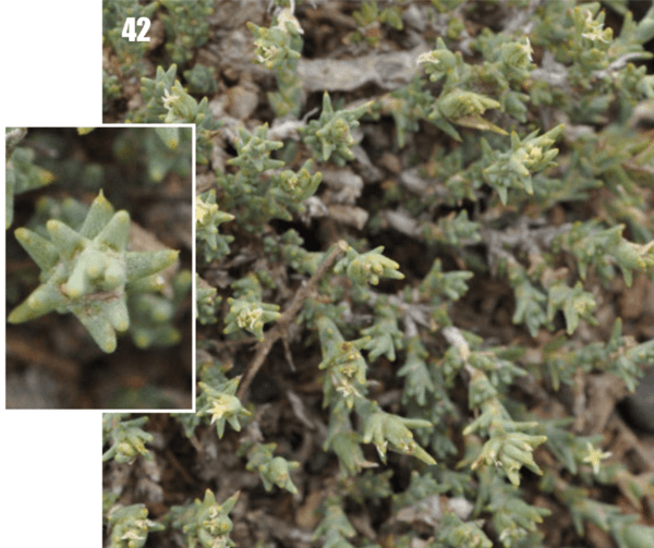 Nanophyton erinaceum (Flora of Tajikistan)