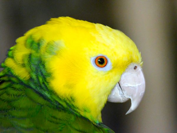Yellow Headed Amazon Portrait