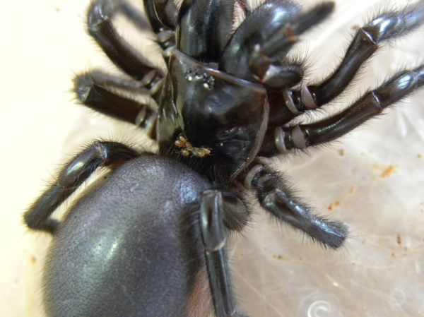Funnel Web with mites