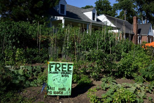 Steve's 2013 Garden 1