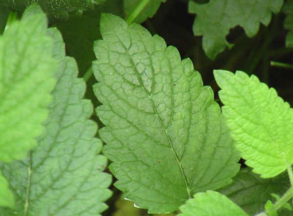 spearmint leaves