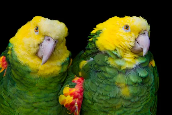 Two yellow-headed amazons together