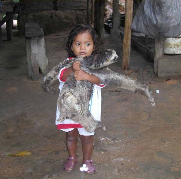 Sloth kept as a pet in the Amazon rain forest