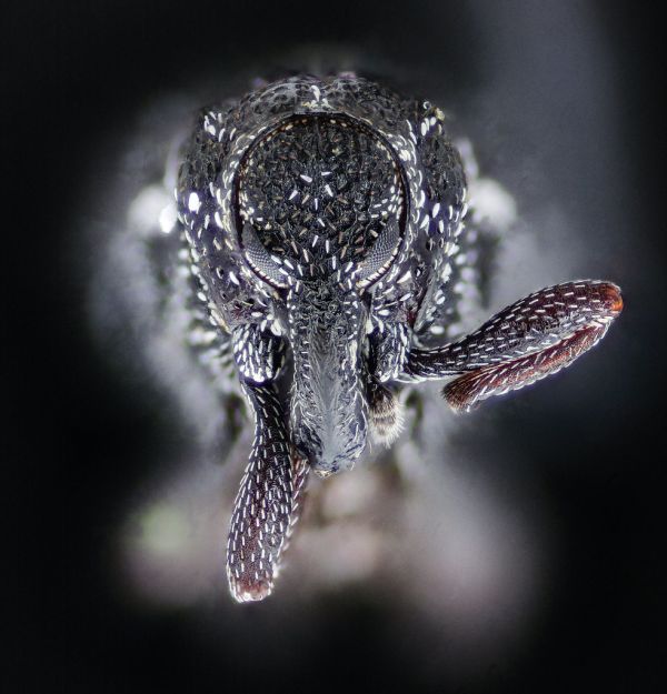 Plague doctor beetle, face_2020-08-18-17.21.41 ZS PMax UDR