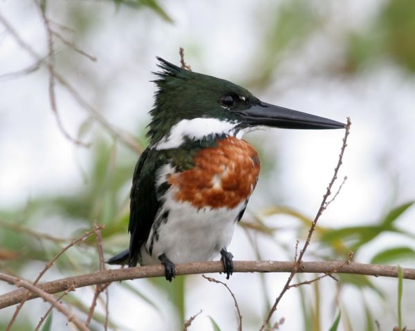 Amazon kingfisher male