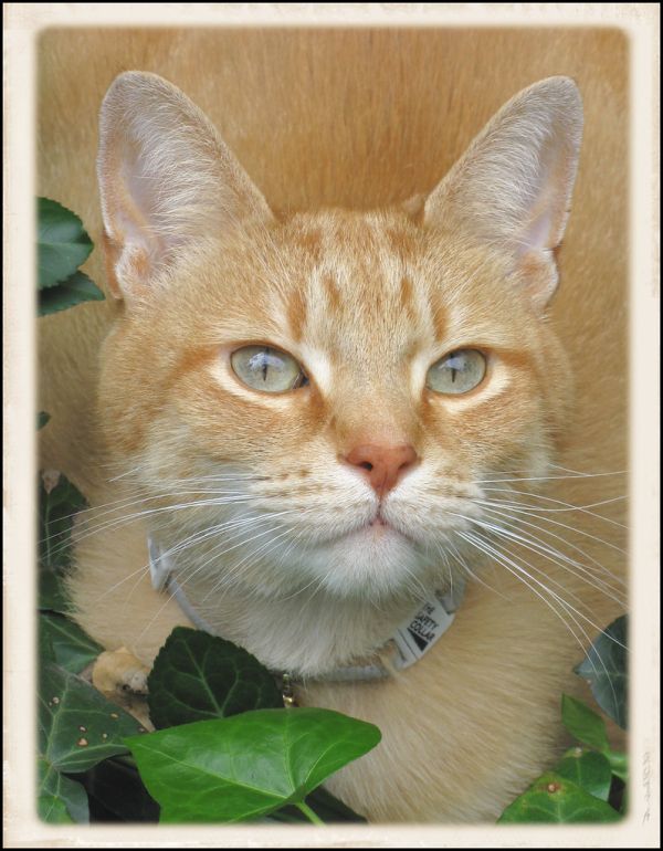 Chipmunks Worst Nightmare