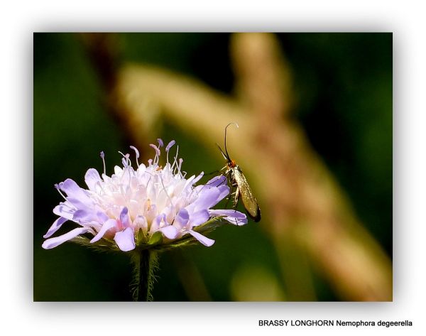 Nemophora metallica (Brassy Long-horn)