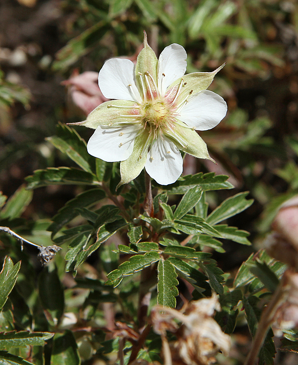 Farinopsis salesoviana, Ayninskiy Rayon, Pandjakent, Tajikistan 1