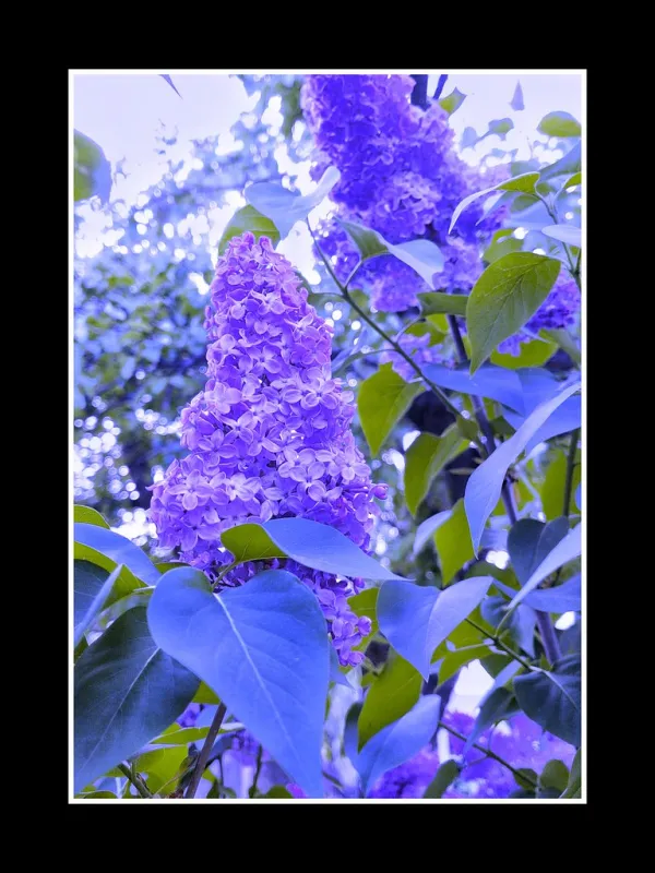 Lilac Festival ~ Rochester New York - United States