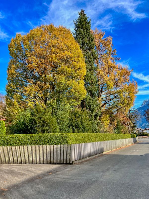 Autumnal trees in Kiefersfelden in Bavaria, Germany