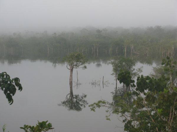 Foggy morning on Amazon