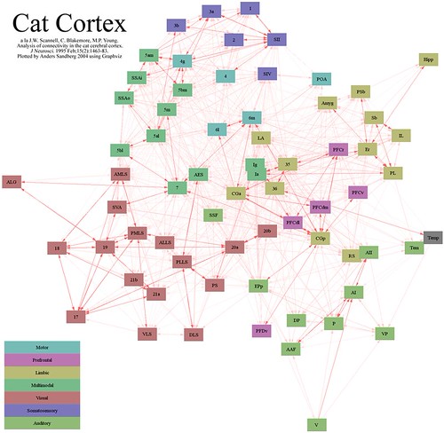 Cat Cortex
