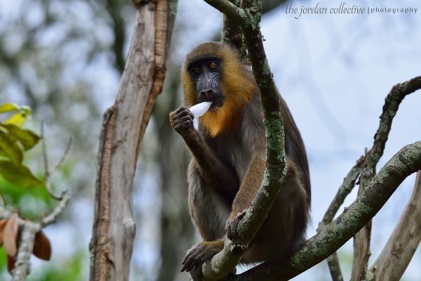 Nikon D800 Test Shot (DX Crop)