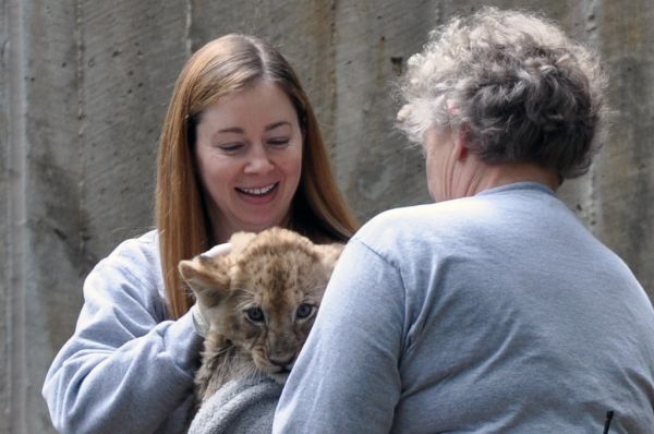 National Zoo's African Lion Cubs Pass Swim Reliability Test and Explore Their Yard