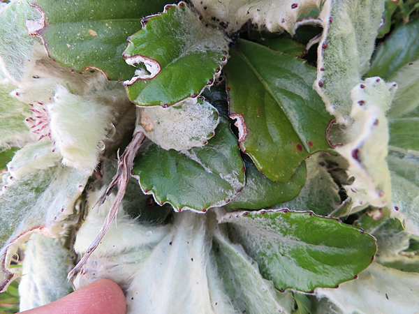 Mairia robusta Linkie 5