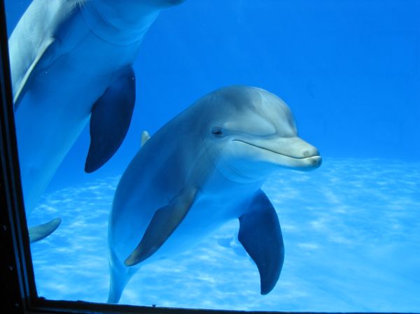 dolphins at Barça zoo